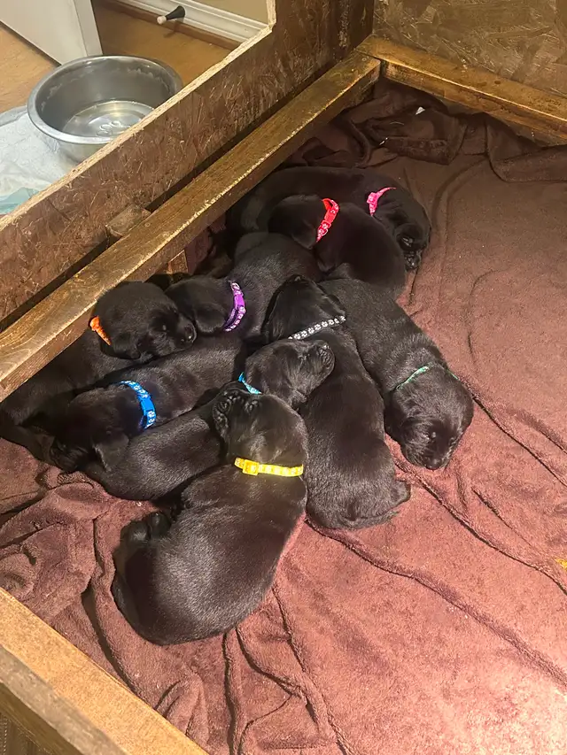 Purebred Working Labrador Retriever Puppies