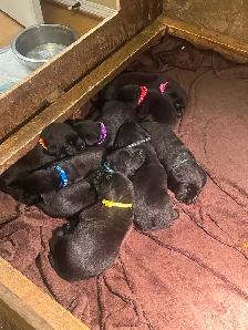 Purebred Working Labrador Retriever Puppies