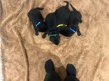 Purebred Working Labrador Retriever Puppies - Photo 2