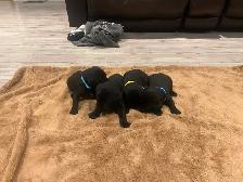 Purebred Working Labrador Retriever Puppies - Photo 3