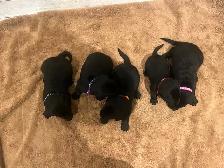 Purebred Working Labrador Retriever Puppies - Photo 4