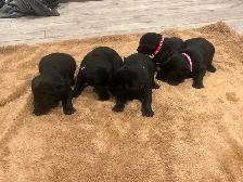 Purebred Working Labrador Retriever Puppies - Photo 5