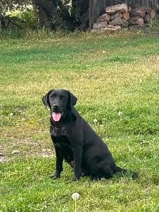 Purebred Working Labrador Retriever Puppies - Photo 6