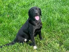 Purebred Working Labrador Retriever Puppies - Photo 7