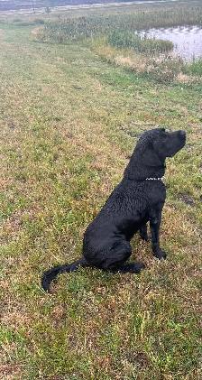 Purebred Working Labrador Retriever Puppies - Photo 8