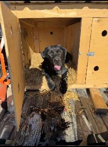 Purebred Working Labrador Retriever Puppies - Photo 9