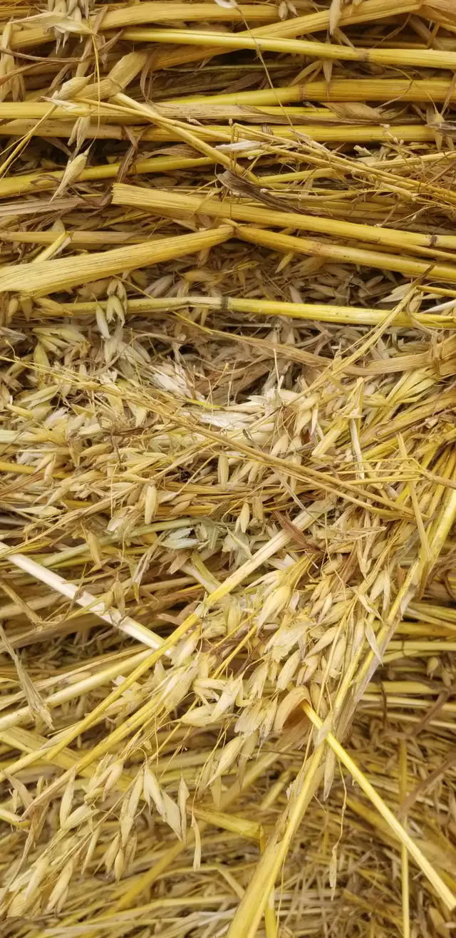 Green feed