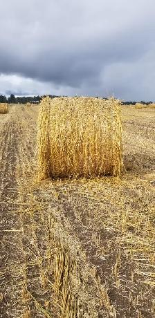 Green feed - Photo 2