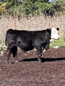 Simmental Bull
