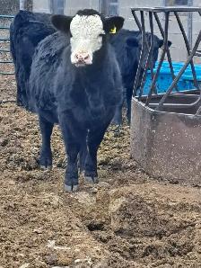 Simmental Bull - Photo 2