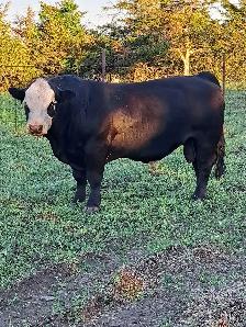 Simmental Bull - Photo 3