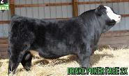 Simmental Bull - Photo 4