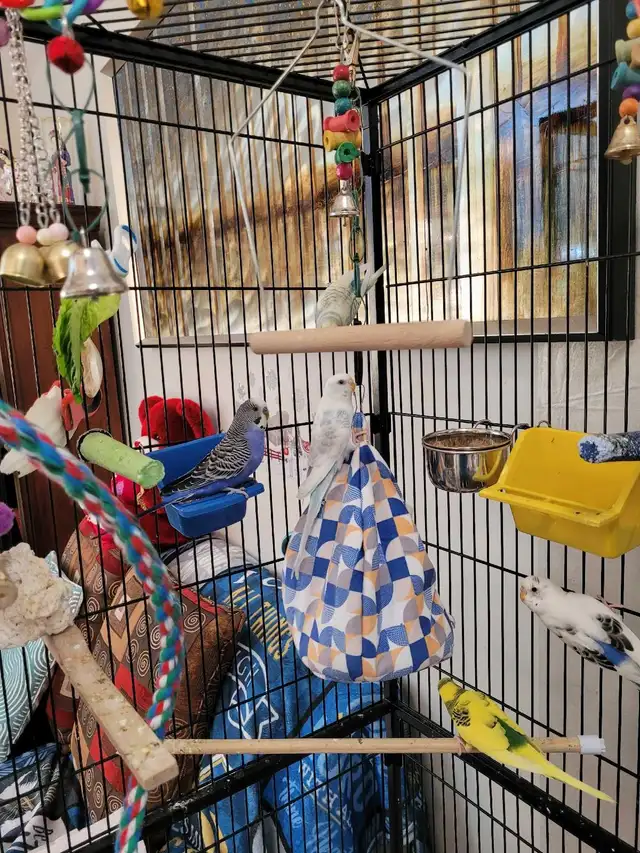 Budgies and Cage for sale