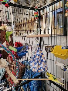 Budgies and Cage for sale