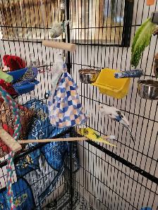 Budgies and Cage for sale - Photo 2