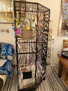 Budgies and Cage for sale - Photo 3