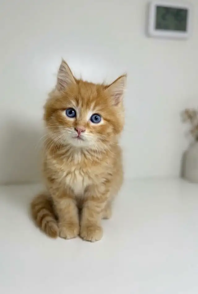 Ragdoll Mix Kitten