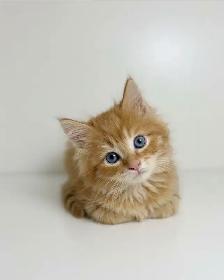 Ragdoll Mix Kitten - Photo 2