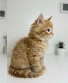 Ragdoll Mix Kitten - Photo 3
