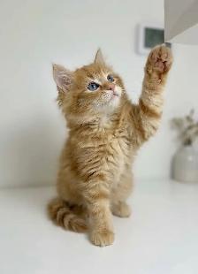 Ragdoll Mix Kitten - Photo 4