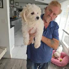 bichpoo puppies