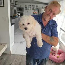 bichpoo puppies - Photo 2