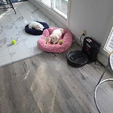 bichpoo puppies - Photo 6