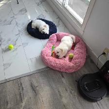 bichpoo puppies - Photo 7