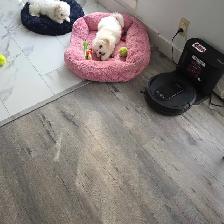 bichpoo puppies - Photo 8