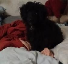 Doodle pups - Photo 2