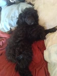 Doodle pups - Photo 3