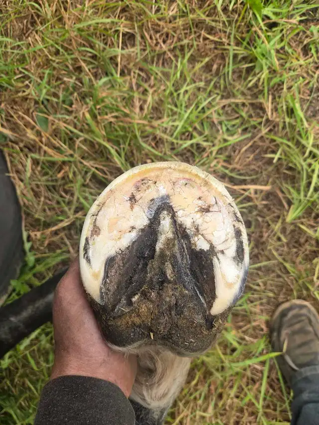 farrier services