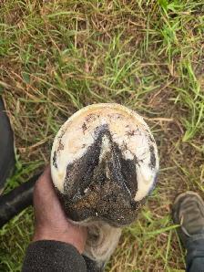 farrier services