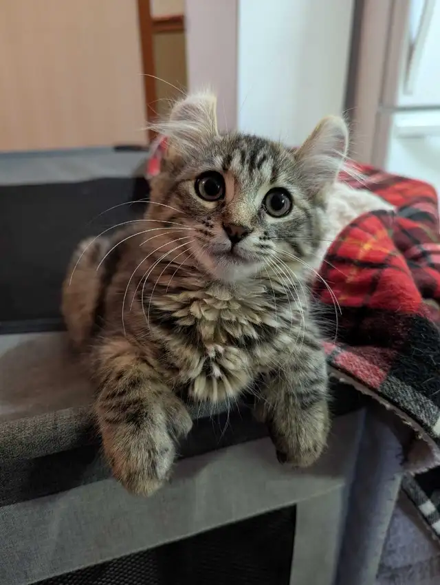 MAGNIFIQUE CHATON HIGHLAND LYNX ET ANGORA PRÊTE MAINTENANT
