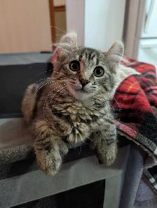 MAGNIFIQUE CHATON HIGHLAND LYNX ET ANGORA PRÊTE MAINTENANT