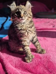 MAGNIFIQUE CHATON HIGHLAND LYNX ET ANGORA PRÊTE MAINTENANT - Photo 2