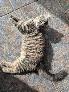MAGNIFIQUE CHATON HIGHLAND LYNX ET ANGORA PRÊTE MAINTENANT - Photo 3