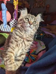 MAGNIFIQUE CHATON HIGHLAND LYNX ET ANGORA PRÊTE MAINTENANT - Photo 4