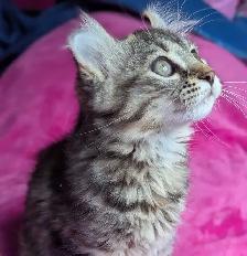 MAGNIFIQUE CHATON HIGHLAND LYNX ET ANGORA PRÊTE MAINTENANT - Photo 6