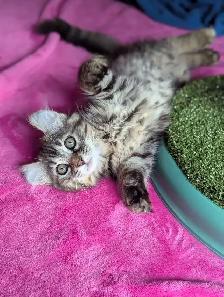 MAGNIFIQUE CHATON HIGHLAND LYNX ET ANGORA PRÊTE MAINTENANT - Photo 8