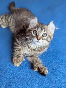 MAGNIFIQUE CHATON HIGHLAND LYNX ET ANGORA PRÊTE MAINTENANT - Photo 9
