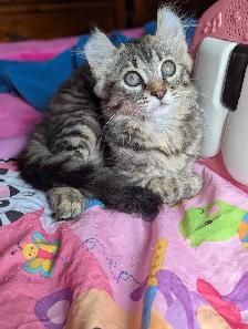 MAGNIFIQUE CHATON HIGHLAND LYNX ET ANGORA PRÊTE MAINTENANT - Photo 10