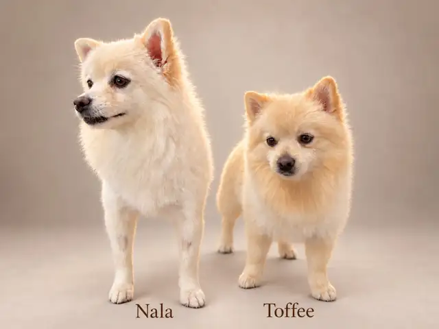 BEAUTIFUL PUREBRED POMERANIAN PUPPIES