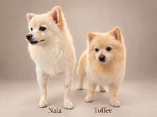BEAUTIFUL PUREBRED POMERANIAN PUPPIES