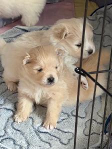BEAUTIFUL PUREBRED POMERANIAN PUPPIES - Photo 2