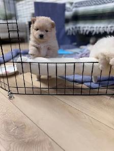 BEAUTIFUL PUREBRED POMERANIAN PUPPIES - Photo 3
