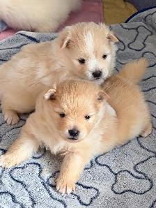 BEAUTIFUL PUREBRED POMERANIAN PUPPIES - Photo 4