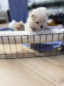 BEAUTIFUL PUREBRED POMERANIAN PUPPIES - Photo 5