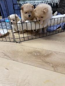BEAUTIFUL PUREBRED POMERANIAN PUPPIES - Photo 6