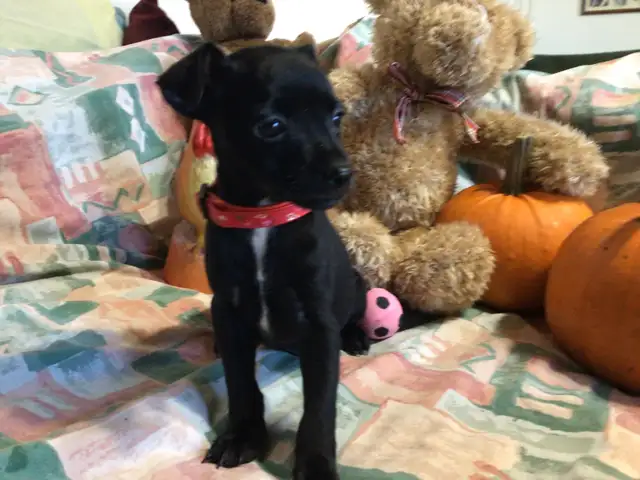 ~~~Mini Pin x Chihuahua  For Sale ~~~